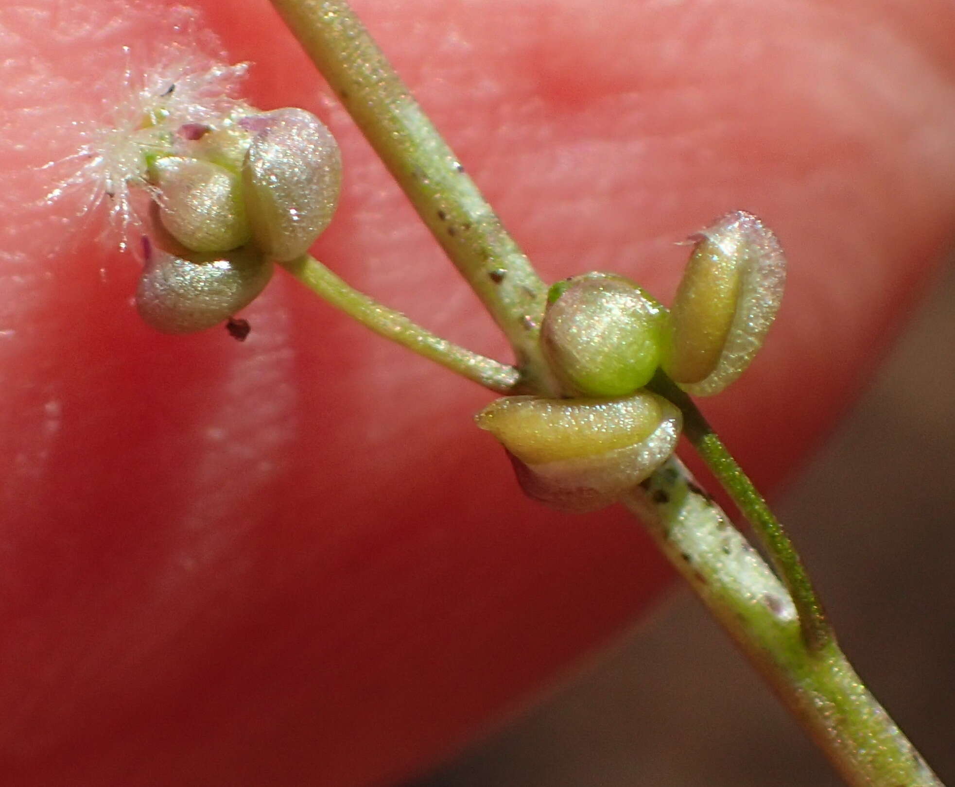 Image of Triglochin bulbosa subsp. bulbosa