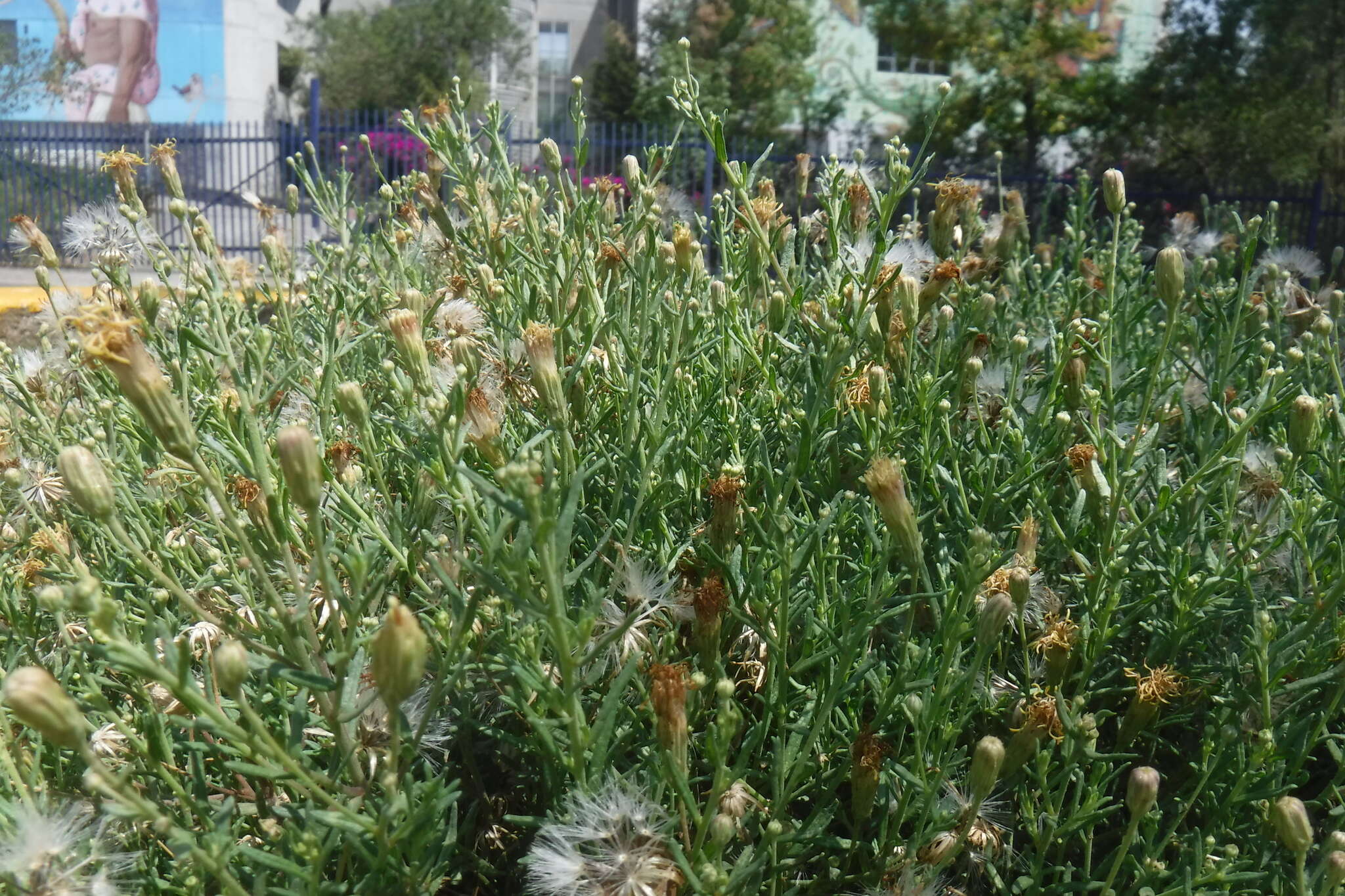 Plancia ëd Brickellia eupatorioides var. chlorolepis (Woot. & Standl.) B. L. Turner