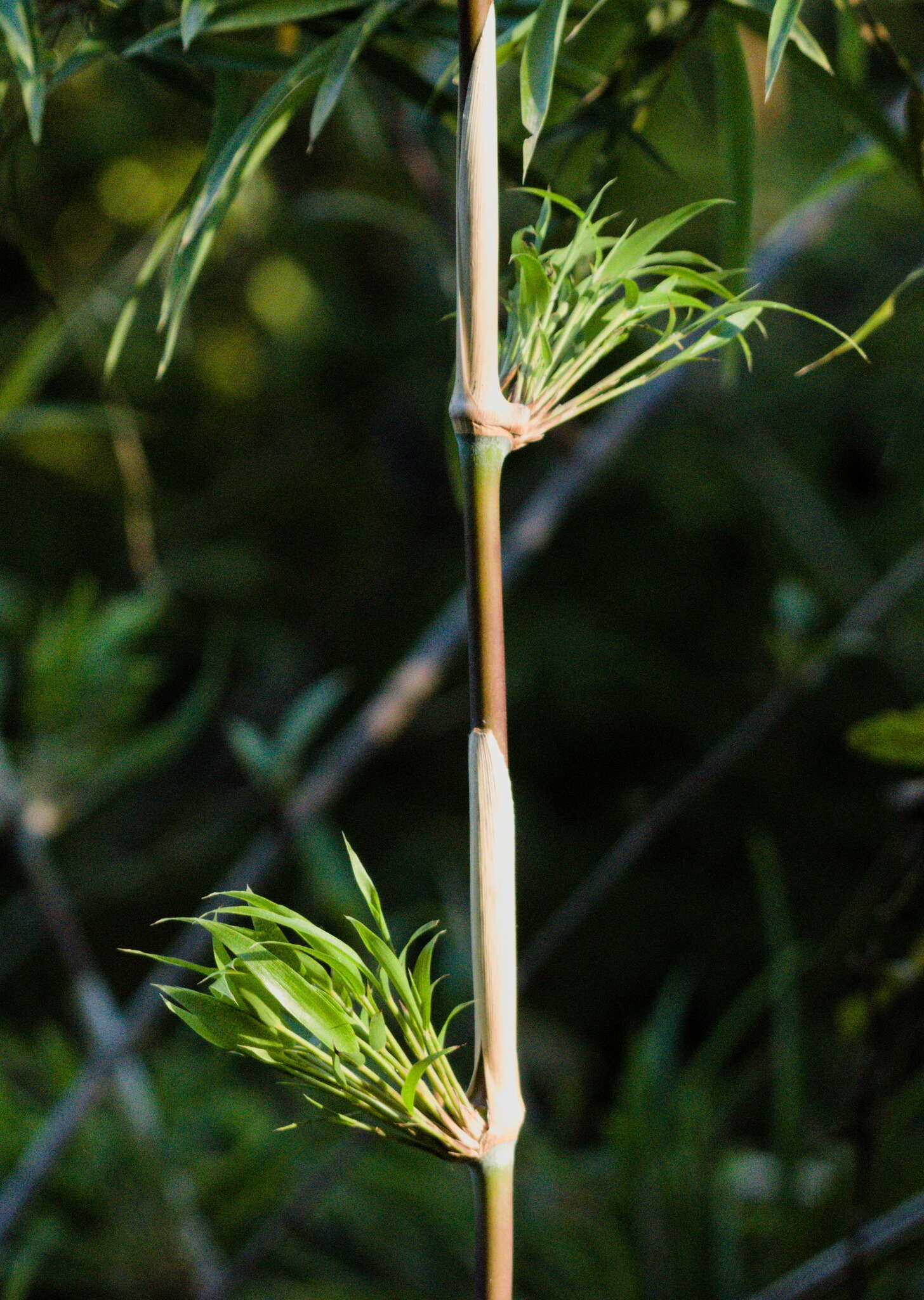 Image of Chusquea aperta L. G. Clark