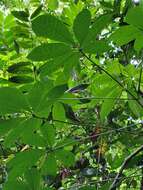 Image of Jacaratia spinosa (Aubl.) A. DC.