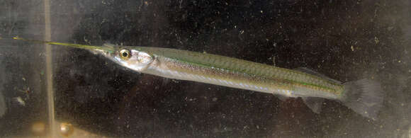 Image of Hooghly halfbeak