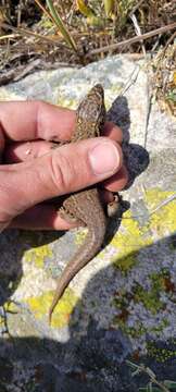 Image of Island Night Lizard