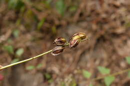 Image of Pink nodding orchid