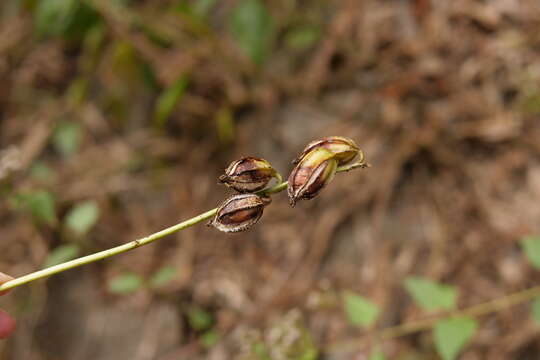 Imagem de Geodorum densiflorum (Lam.) Schltr.