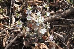 Image of roundlobe hepatica