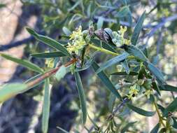 Image of Pimelea microcephala subsp. microcephala