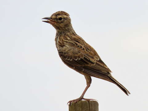 Image of Galerida magnirostris magnirostris (Stephens 1826)