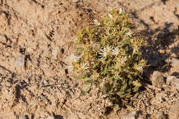 Image of gypsum blazingstar