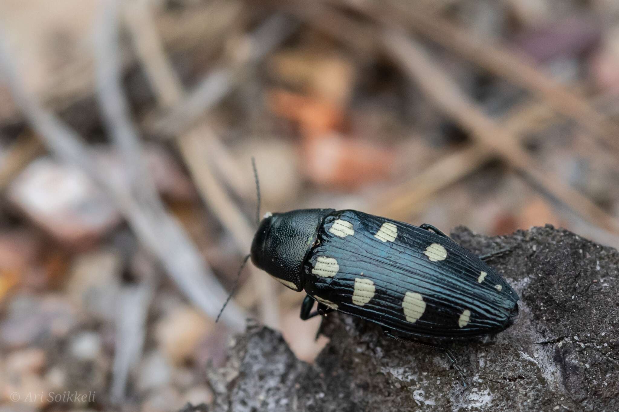 Image of eight-spotted Buprestis