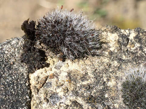 Image of pulvinate dry rock moss