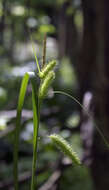 Image of bottlebrush sedge