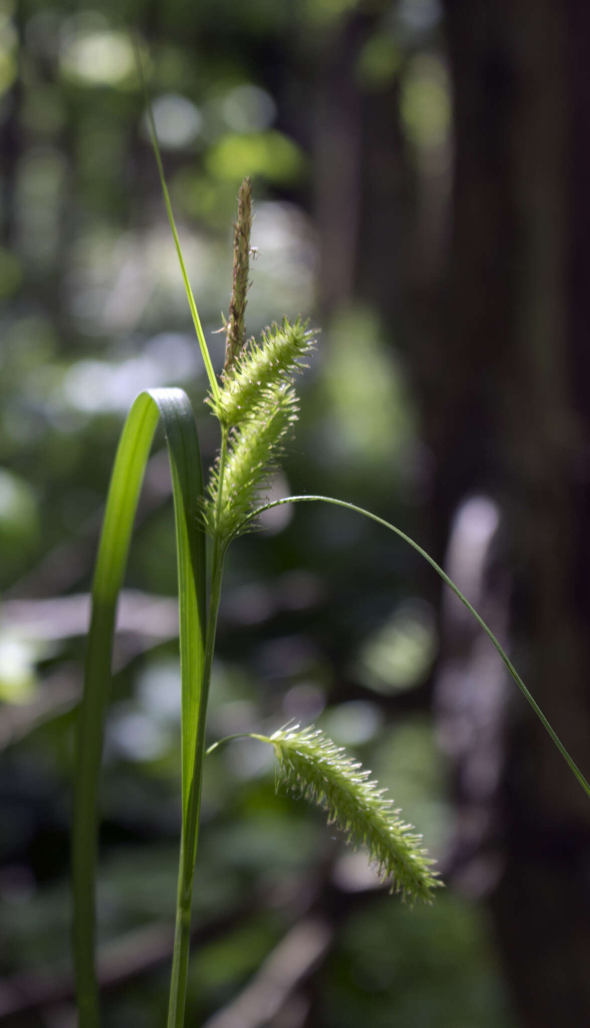 Image of bottlebrush sedge