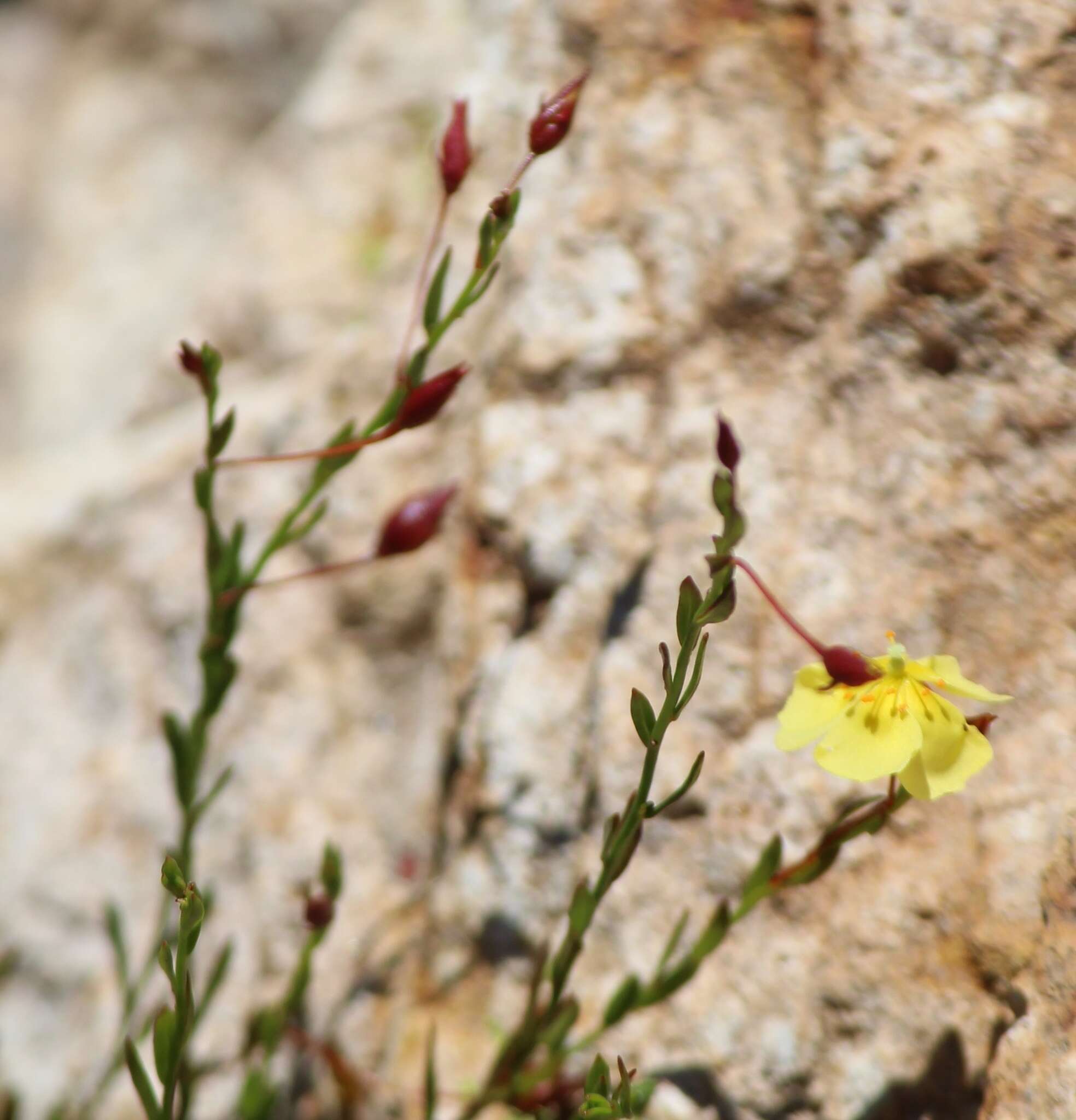 Imagem de Crocanthemum pugae (G. Calderón de Rzedowski)