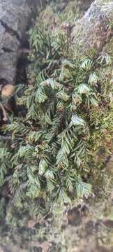 Image of Hymenophyllum caespitosum Gaud.