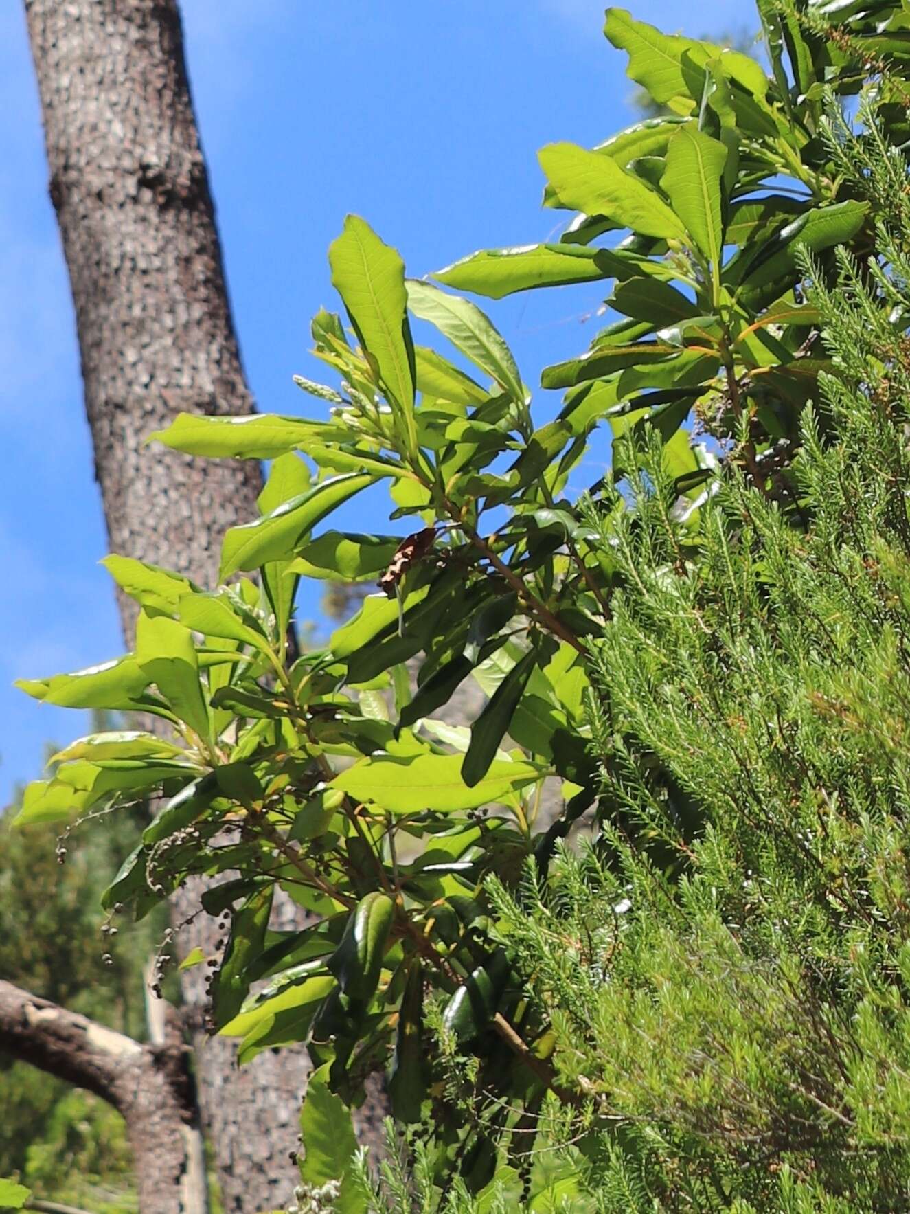 Image of Clethra arborea Aiton