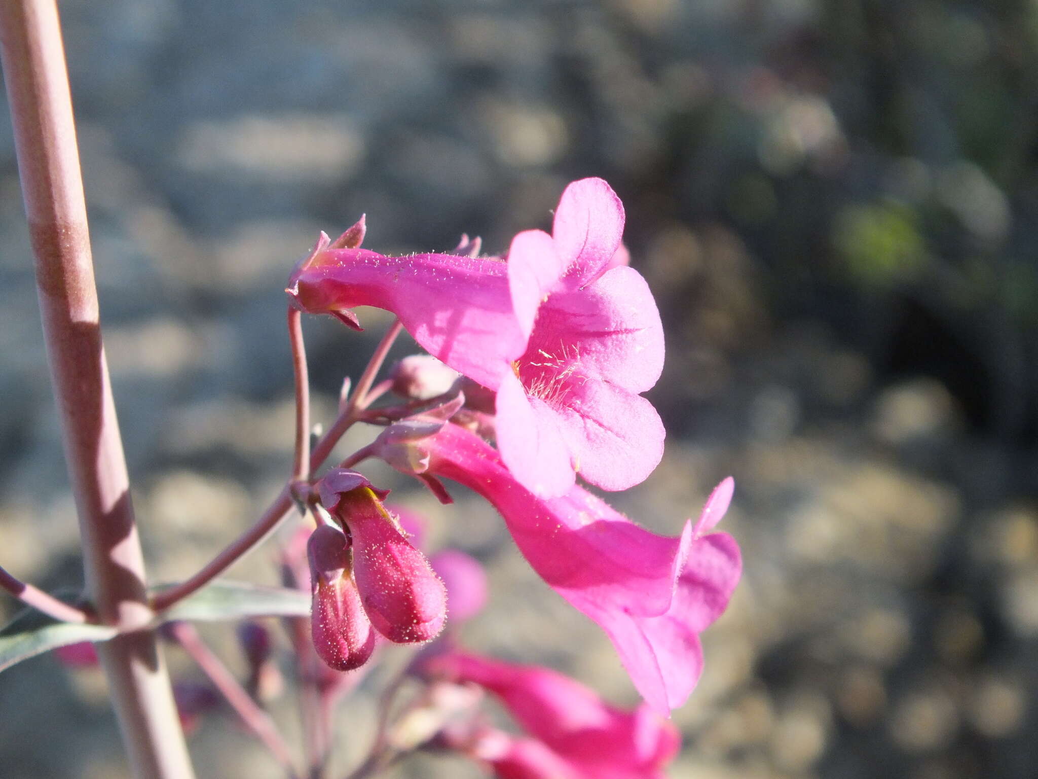 Слика од Penstemon parryi A. Gray