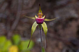 Image of Robust spider orchid