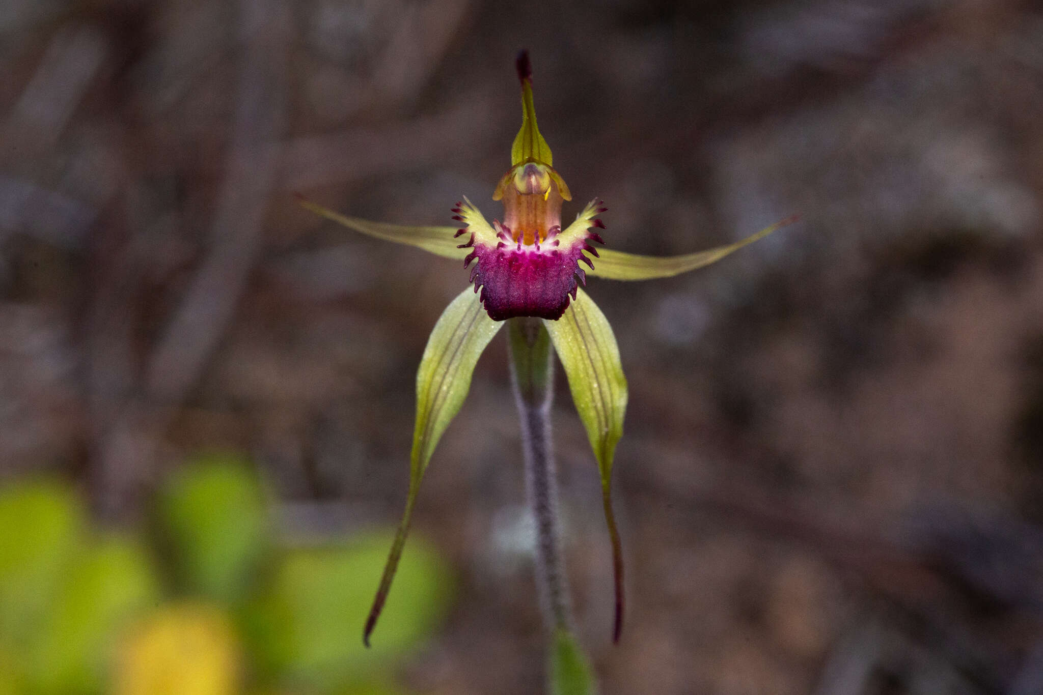 Caladenia valida (Nicholls) M. A. Clem. & D. L. Jones的圖片