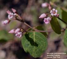 Image of flytrap dogbane