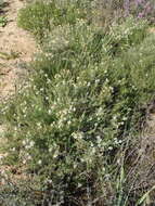 Image of Phymaspermum parvifolium (DC.) Benth. & Hook. fil.