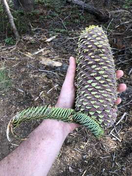 Image of Abies magnifica var. critchfieldii Lanner