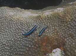 Image of Caribbean neon goby