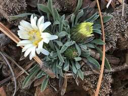 Image of Easter Daisy