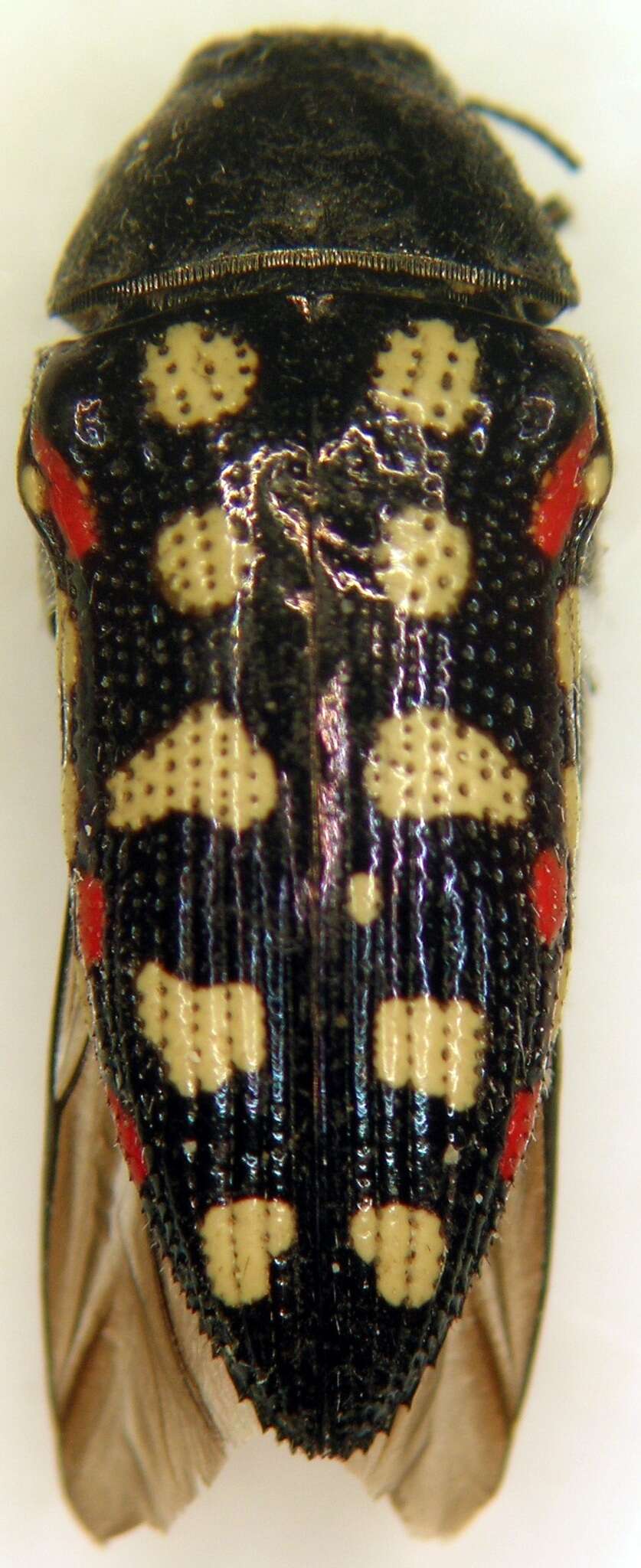 Image of Acmaeodera gibbula Le Conte 1858