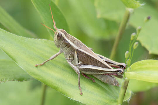 Melanoplus bivittatus (Say 1825)的圖片