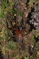 Image of Nuisiana arboris (Marples 1959)