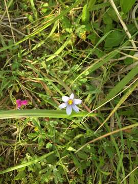 Image of Idaho blue-eyed grass