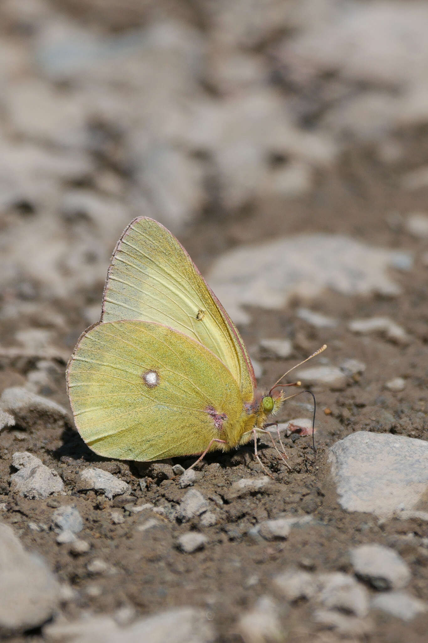 صورة Colias occidentalis Scudder 1862