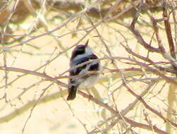 Image of Batis pririt affinis (Wahlberg 1855)