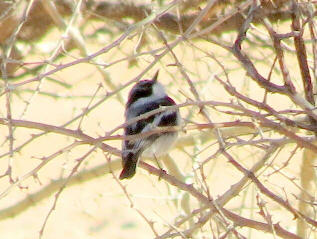 Batis pririt affinis (Wahlberg 1855)的圖片