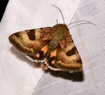 Image of <i>Heliothis australis</i>