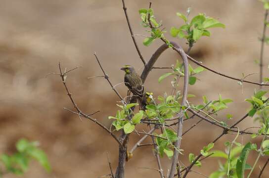 Image of Yellow-fronted Canary