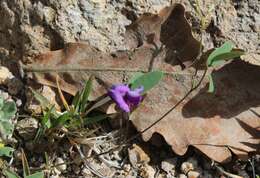 Image of Lemmon's cologania