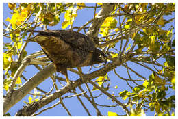 Imagem de Buteo jamaicensis calurus Cassin 1855