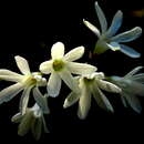 Image of Ixia sobolifera subsp. albiflora Goldblatt & J. C. Manning