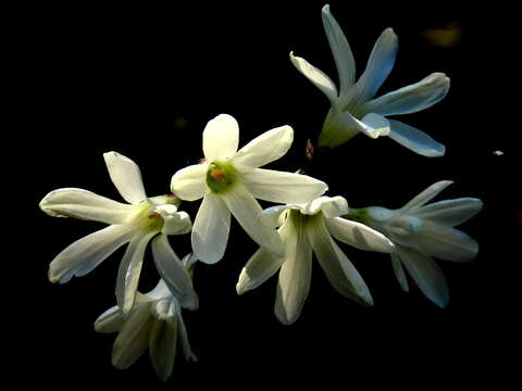 Image of Ixia sobolifera subsp. albiflora Goldblatt & J. C. Manning