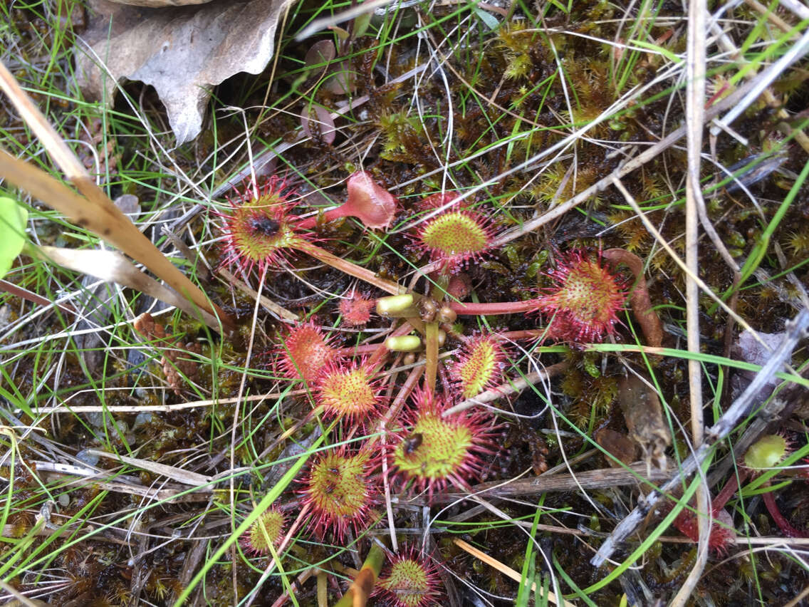 Image of Common Sundew