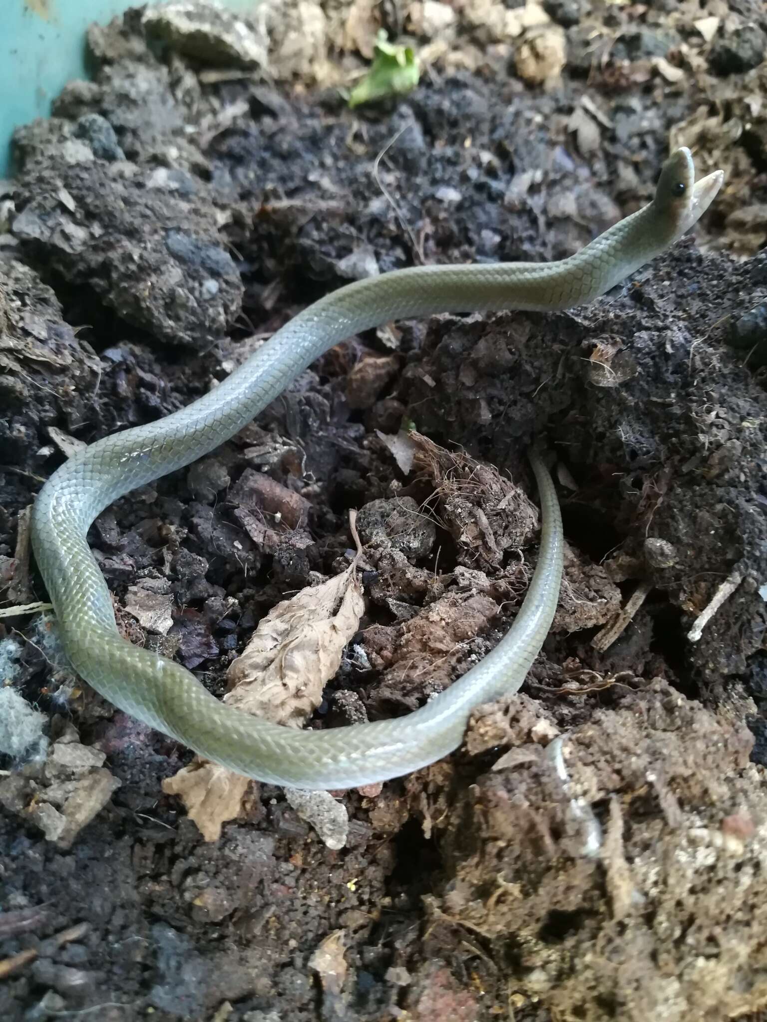 Image of Mexican Hook-nosed Snake