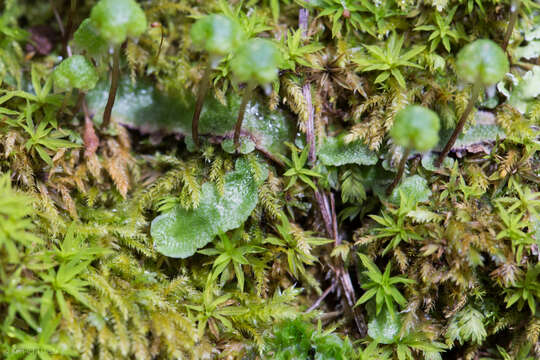 Image of Asterella bolanderi (Austin) Underw.