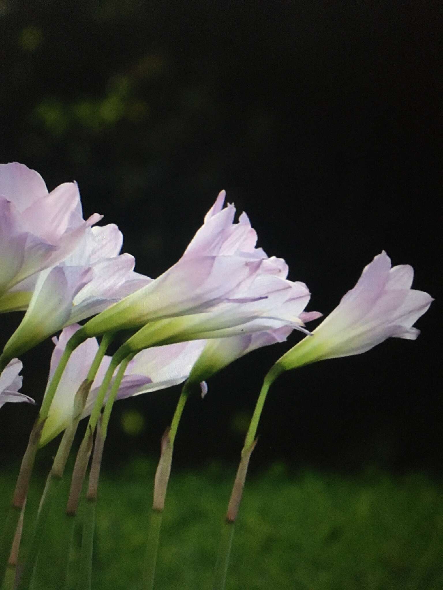 Image of Brazilian copperlily