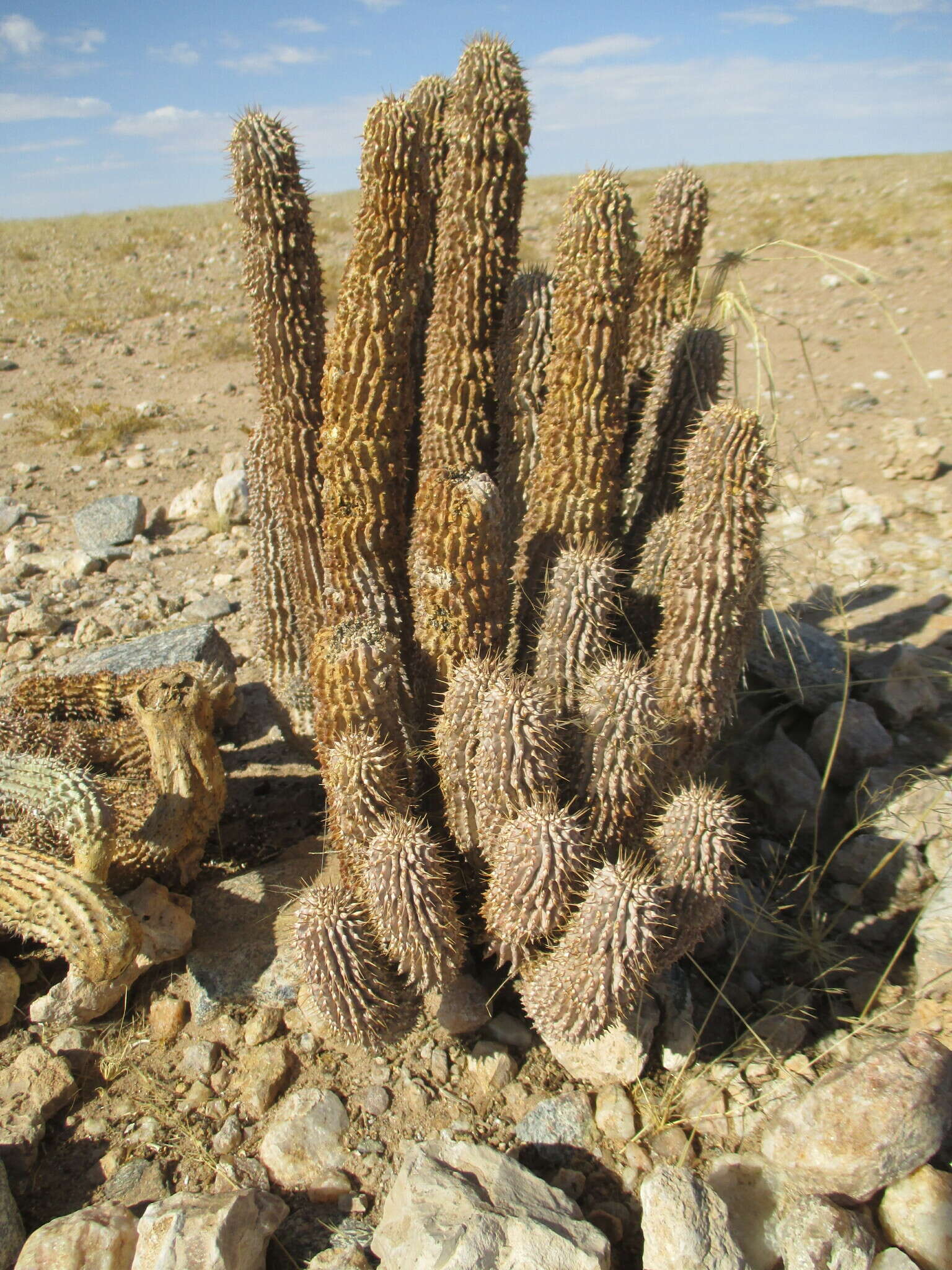 Image of Ceropegia currorii subsp. currorii