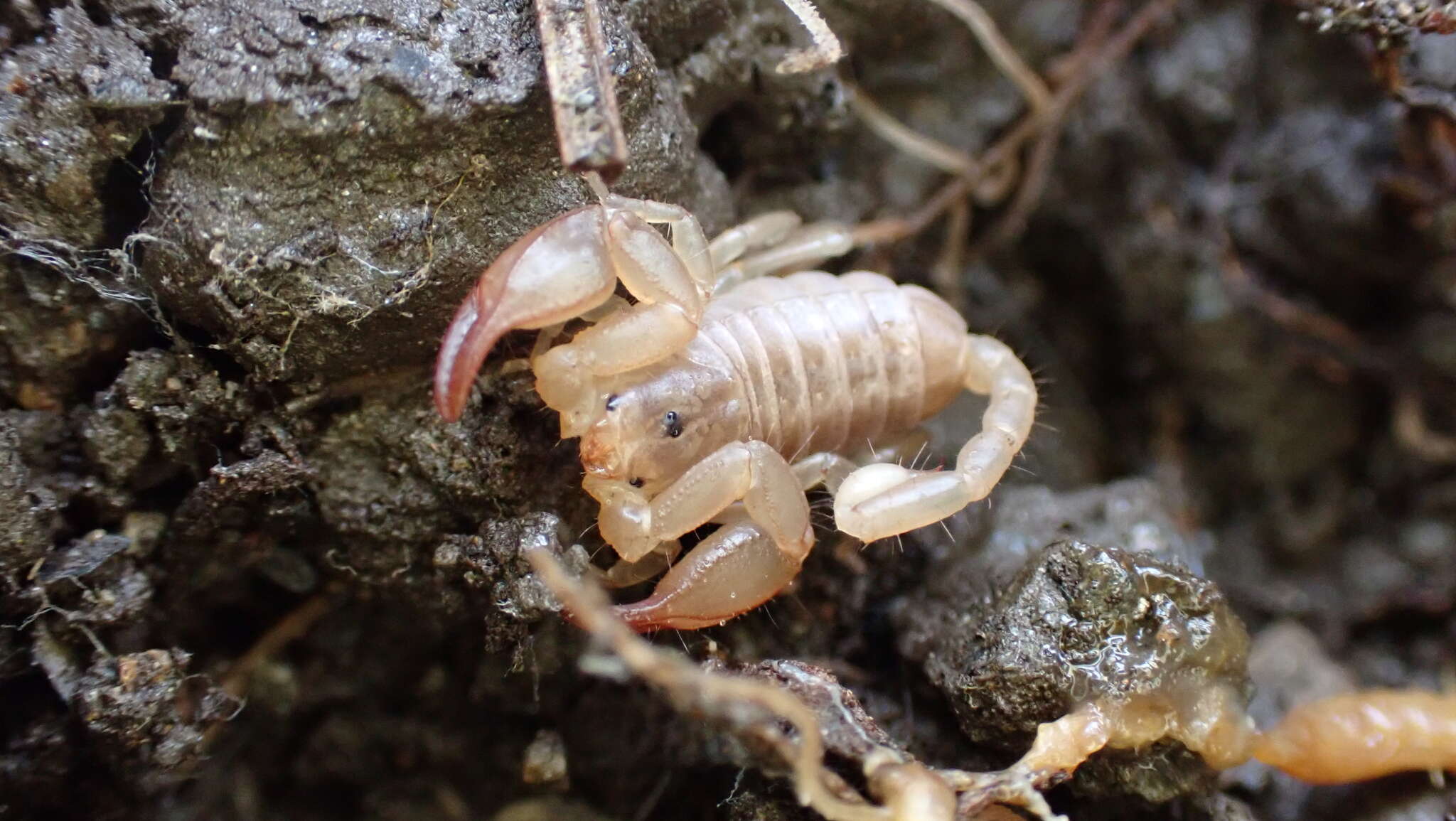 Euscorpius avcii Tropea, Yagmur, Koc, Yesilyurt & Rossi resmi