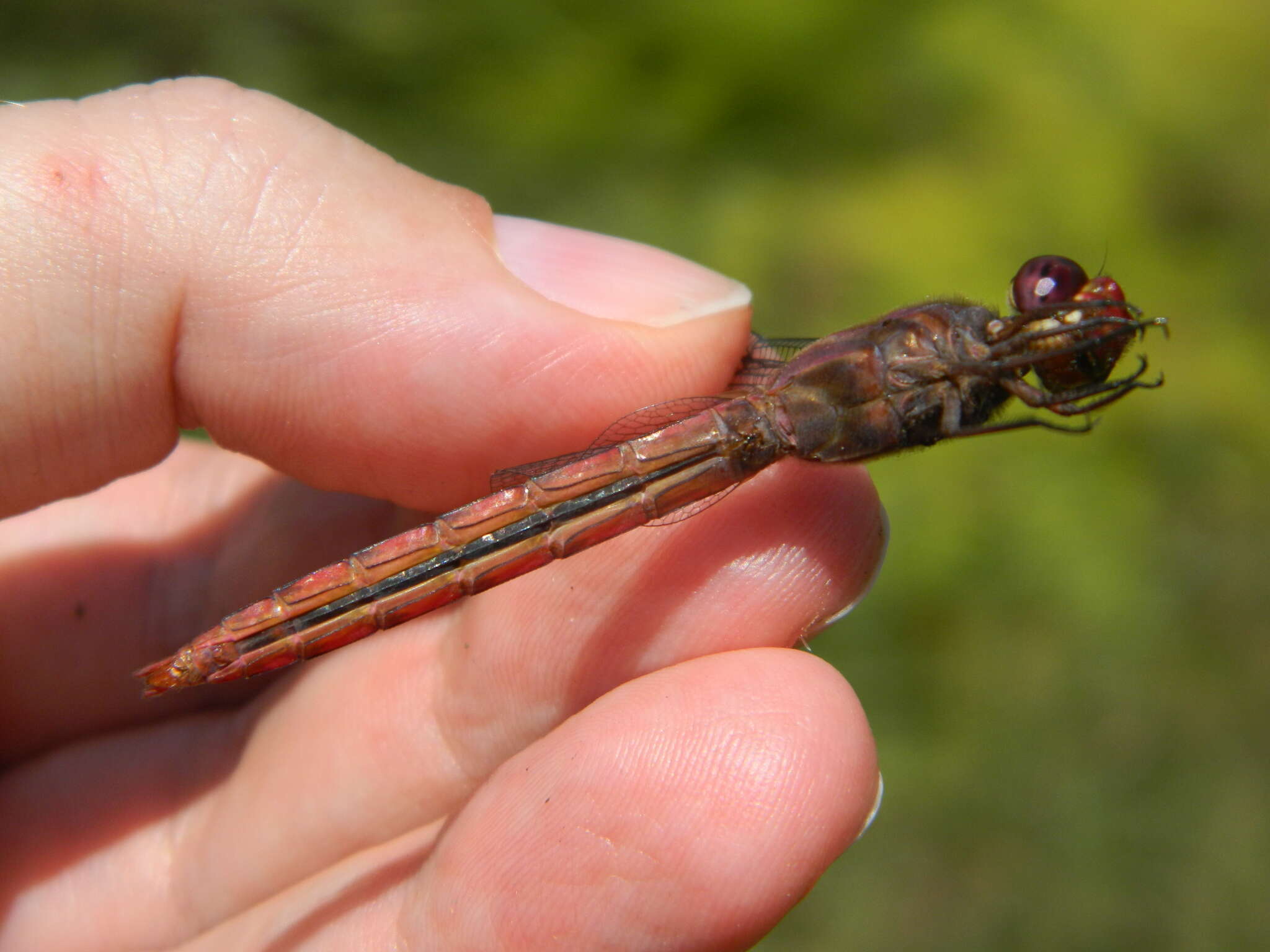 Image of Orthemis macrostigma (Rambur 1842)