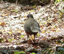 Image of Coquerel's Coua