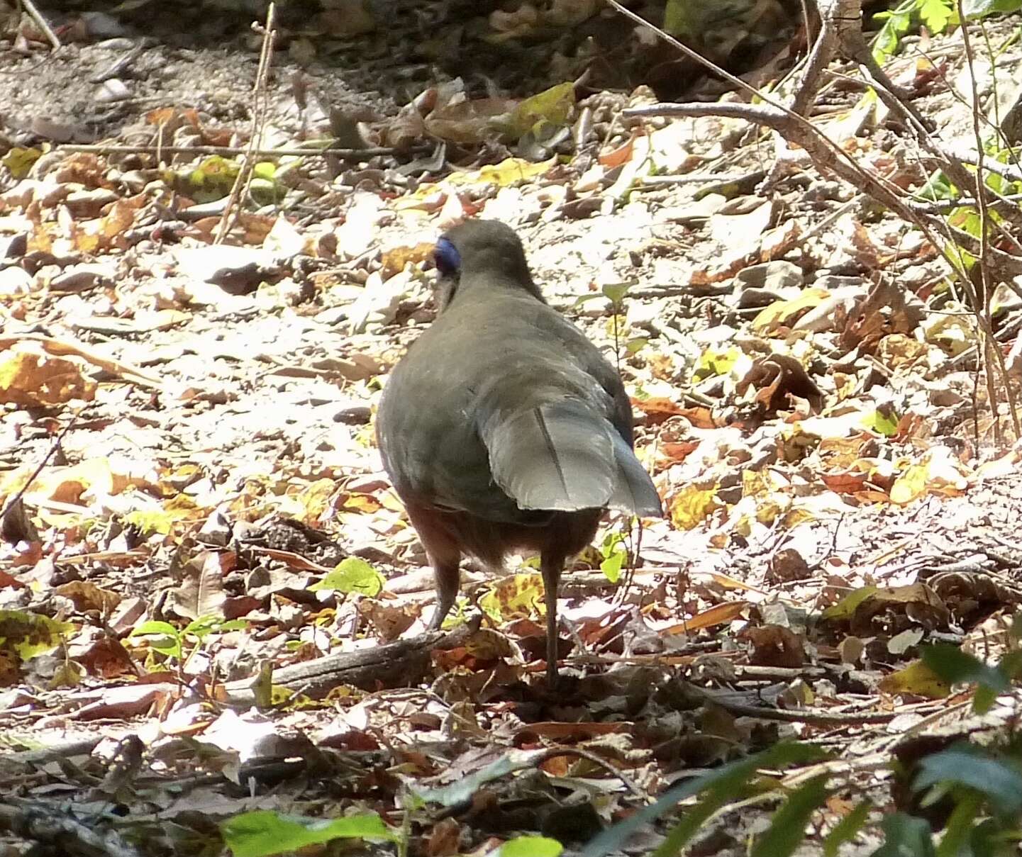 Image of Coquerel's Coua