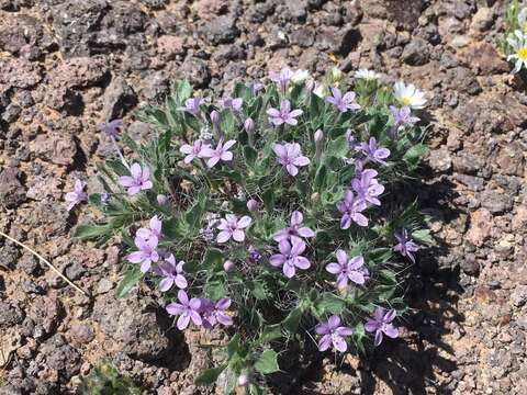 Image of Great Basin langloisia